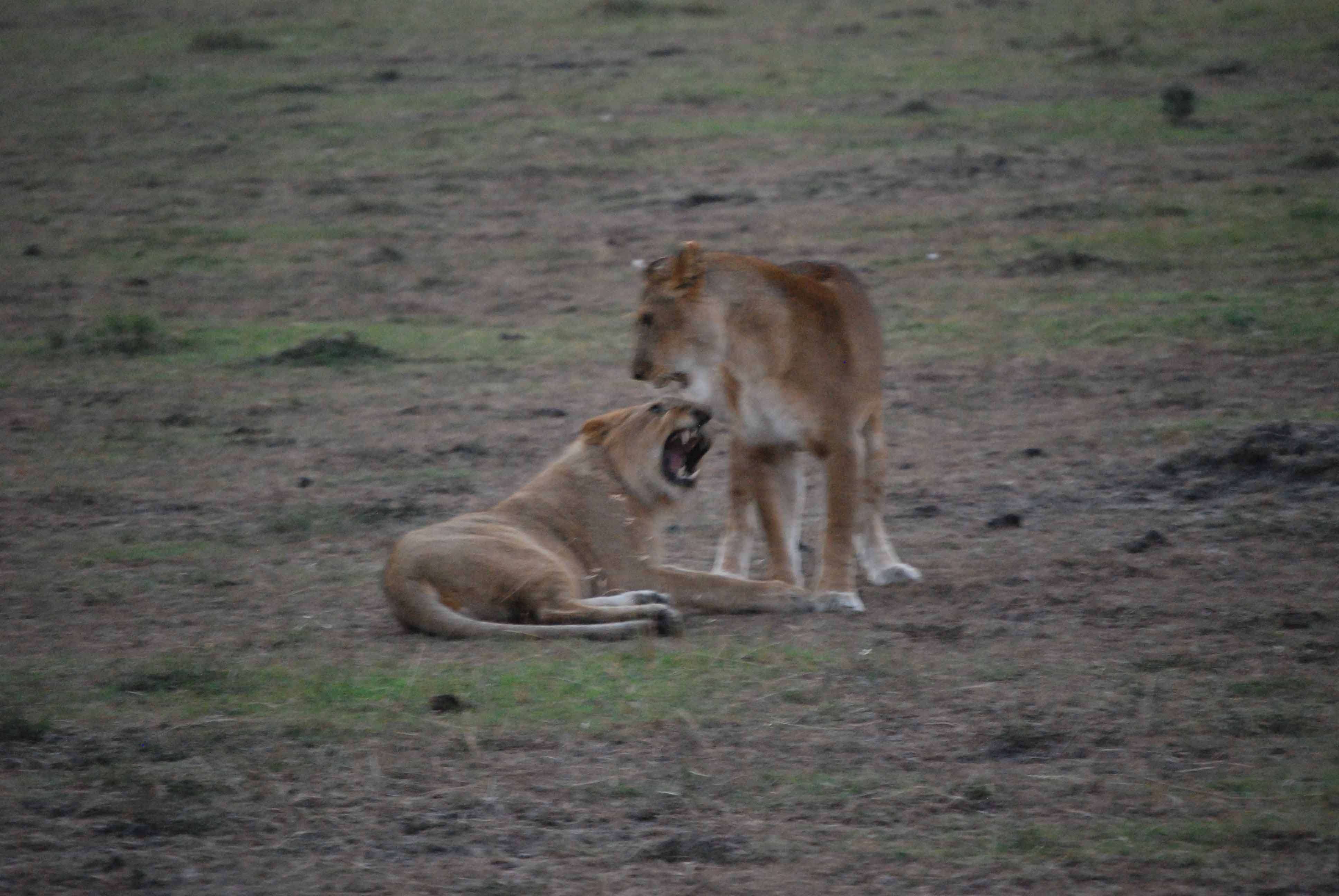 Un montón de leones y un poquito de porno - Regreso al Mara - Kenia (4)